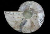 Cut Ammonite Fossil (Half) - Agatized #64946-1